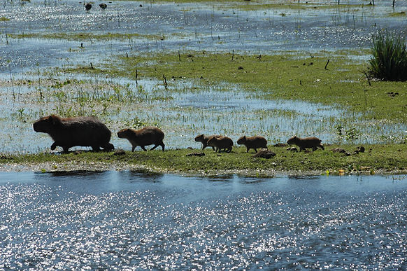 Fauna do Pampa | Bioma Pampa